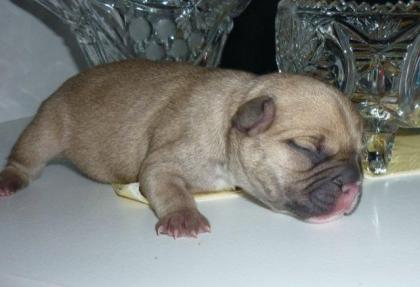 Französische Bulldoggen Welpen zu Anfang Januar mit Papieren