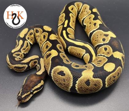 Hobbyaufgabe Königspython Python Regius Ball Python
