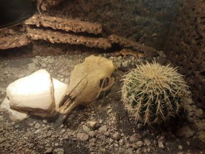 4 Leopardengeckos mit Terrarium