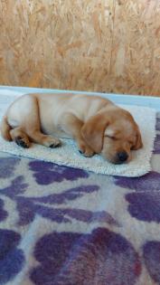 Unsere süßen Labrador Welpen