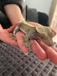 Kronengecko, Tapsi, m, 3 Jahre alt