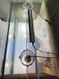 Glasterrarium Reptilien