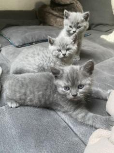 BKH Kitten