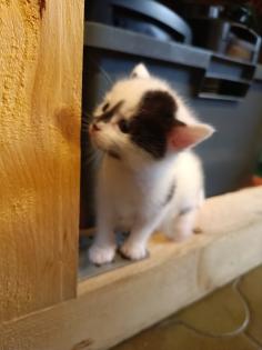 Katzenbabys abzugeben