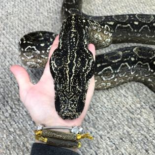 Suche adulte 0. 1 Boa Constrictor Occidentalis