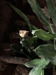 Terrarium und Kronengecko mit komplettem Zubehör