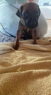 Rhodesian Ridgeback welpen