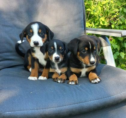 Appenzeller sennenhund welpen