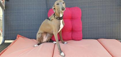 Italienisches Windspiel. Italian Greyhound