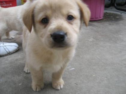 Süsse kleine Golden Retriever