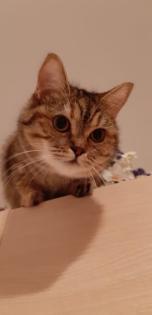 Scottish Fold Mix Babys