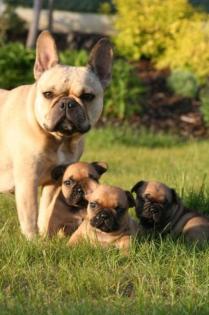 Zwinger bietet Französische Bulldogge Welpen mit PP
