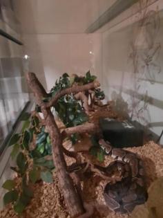 Königspython mit Terrarium