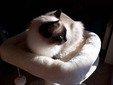 Ragdoll Katze Colourpoint Sealpoint