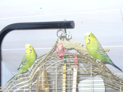 Wellensittich-Pärchen Nestgeschwister beide handzahm