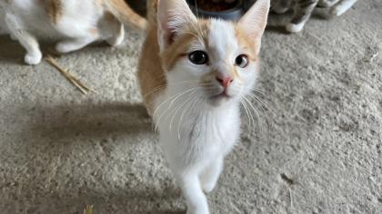 2 süße Katzenbabys abzugeben