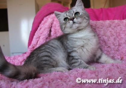 Britisch Kurzhaar Kater in blue silver tabby