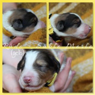 Australian Shepherd x American Collie Welpen
