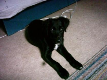 Hilfe Notfall dringend Labrador-Setter-Mix abzugeben