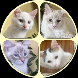 Reinrassige Kitten Neva Masquerade / Sibirische Katze mit Stammbaum
