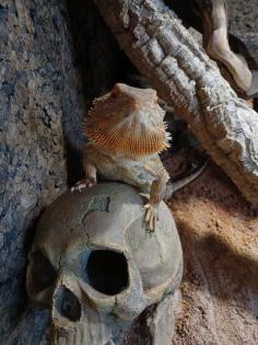 Bartagame mit Terrarium und Zubehör