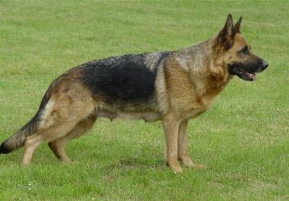 Schäferhund - Welpen Rüden Abgabe nach Weihnachten