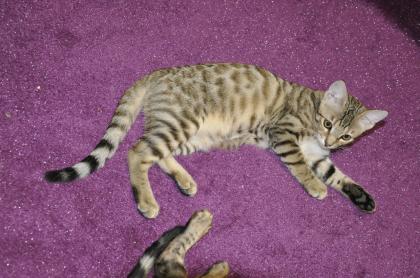 Mix Kater Lezte Kater