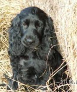 Knuffige hübsche Spaniels
