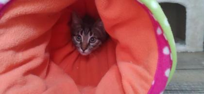 Bengalkitten zu verkaufen