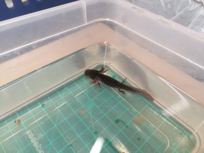 Axolotl Nachwuchs abzugeben