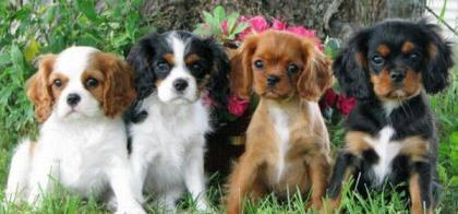Reinrassige Cavalier King Charles Welpen
