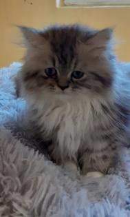 Perserkater Perserbaby