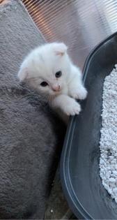 Kleiner weißer Kater sucht noch