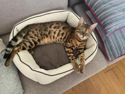 Bengal Kater 10 Monate alt in gute Hände abzugeben