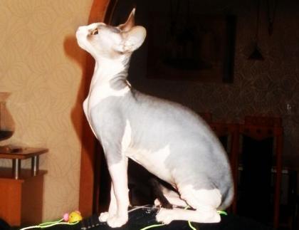 Suche Deckkater Sphynx kanadische
