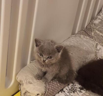Bkh kitten
