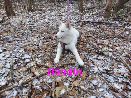 Husky Welpen aus exclusiver Verpaarung suchen ein kuscheliges Zuhause. Nur noch 3 Welpen Verfügba