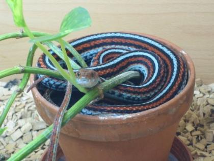 Thamnophis sirtalis tetrataenia - San Francisco Strumpfbandnatter