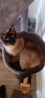 Siam Seal Point Deckkater