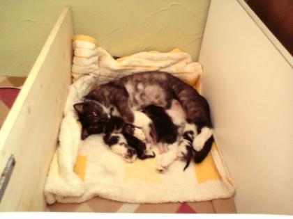 Katzenbabys