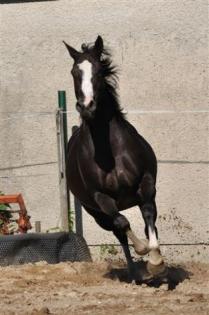 Riesige Auswahl an top QH, PH und Appaloosas