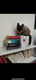 GESUCHT Meine liebe Katze Daisy