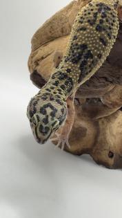 Leopardgecko 1. 13. 16