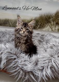 Wunderschöne reinrassige Maine Coon Kitten