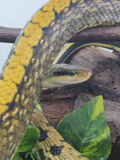 Orthriophis taeniurus frisei - Taiwanesische Schönnatter NZ 21