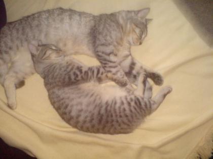 2 Hauskatzen zu verschenken Europäisches Kurzhaar 2 und 3 jahre alt Wundersc