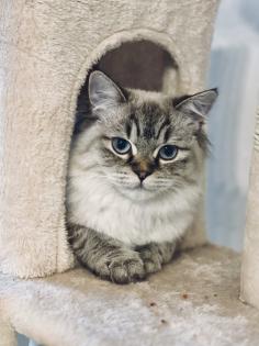 Deckkater Fury - Reinrassiger Dtsch Langhaar/German Angora sucht Damen