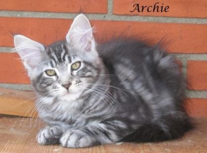 Maine Coon Kitten mit Stammbaum