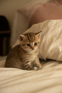 Süße BKH Kitten, British Kurzhaar Katzenbabys