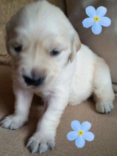 7 süße kleine reinrassige Golden Retriever